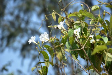 Vahşi Sabah Zaferi Sarmaşığı (Ipomoea cairica) Büyüyen Bitki örtüsü