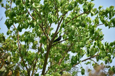 Ev Kargası (Corvus ihtişamlı) Gün Işığında Ağaç Dalına tünemiş