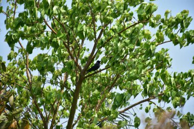 Ev Kargası (Corvus ihtişamlı) Gün Işığında Ağaç Dalına tünemiş