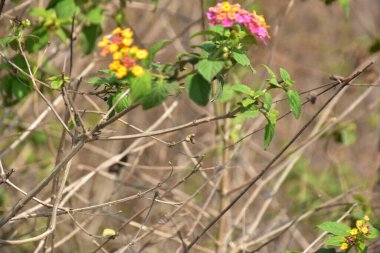 Ormanda bir karga kuşu