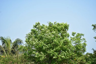 Ormanda bir karga kuşu