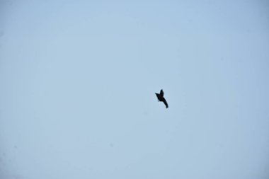 Ormanda bir karga kuşu