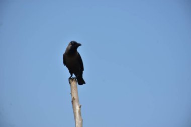 Bir ev kargası (Corvus görkemli) açık mavi bir gökyüzüne karşı ahşap bir direğe tünemiş, temiz ve küçük bir kompozisyonda yakalanmış, geniş bir kopya alanı ile. Görüntü kuşların duruş ve kentsel yaban hayatının varlığını vurguluyor,