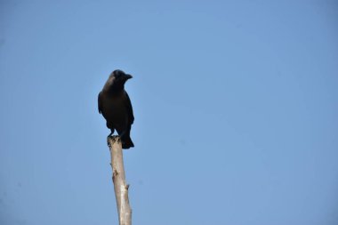 Bir ev kargası (Corvus görkemli) açık mavi bir gökyüzüne karşı ahşap bir direğe tünemiş, temiz ve küçük bir kompozisyonda yakalanmış, geniş bir kopya alanı ile. Görüntü kuşların duruş ve kentsel yaban hayatının varlığını vurguluyor,