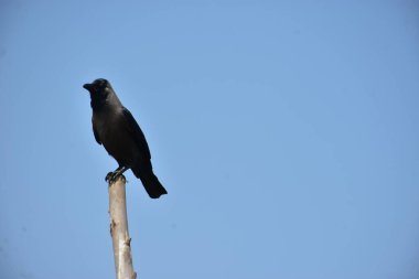 Bir ev kargası (Corvus görkemli) açık mavi bir gökyüzüne karşı ahşap bir direğe tünemiş, temiz ve küçük bir kompozisyonda yakalanmış, geniş bir kopya alanı ile. Görüntü kuşların duruş ve kentsel yaban hayatının varlığını vurguluyor,