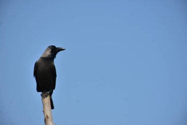 Bir ev kargası (Corvus görkemli) açık mavi bir gökyüzüne karşı ahşap bir direğe tünemiş, temiz ve küçük bir kompozisyonda yakalanmış, geniş bir kopya alanı ile. Görüntü kuşların duruş ve kentsel yaban hayatının varlığını vurguluyor,