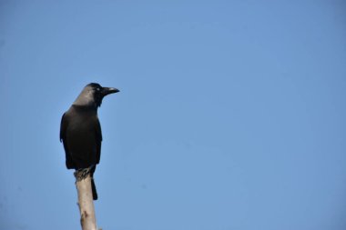 Bir ev kargası (Corvus görkemli) açık mavi bir gökyüzüne karşı ahşap bir direğe tünemiş, temiz ve küçük bir kompozisyonda yakalanmış, geniş bir kopya alanı ile. Görüntü kuşların duruş ve kentsel yaban hayatının varlığını vurguluyor,