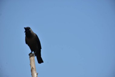 Yalnız bir ev kargası (Corvus görkemli) berrak mavi bir gökyüzüne karşı silueti olan ahşap bir çubuğa tünemiş. Geniş kopya alanına sahip minimal kompozisyon, Güney Asya 'da yalnızlık, vahşi yaşam, gözlem ve doğa kavramları için idealdir..