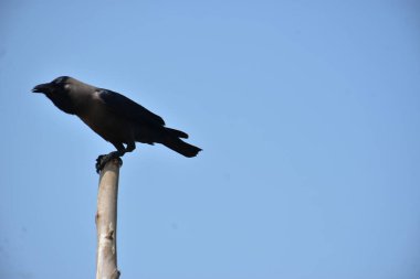 Güneşli bir günde parktaki siyah karga