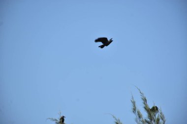 Kara-kuyruklu kuş (lecios aemiaelus) gökyüzünde uçar.