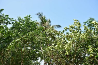Berrak bir gökyüzü altında yoğun yeşil ağaçlar ve yapraklar, sakin bir doğal manzara yakalıyor..