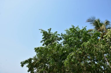 Berrak bir gökyüzü altında yoğun yeşil ağaçlar ve yapraklar, sakin bir doğal manzara yakalıyor..