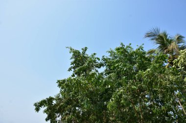 Berrak bir gökyüzü altında yoğun yeşil ağaçlar ve yapraklar, sakin bir doğal manzara yakalıyor..