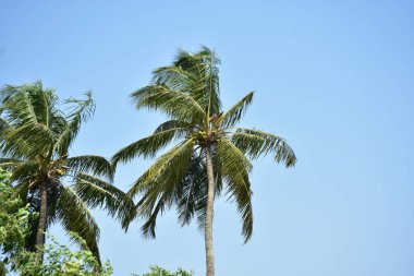 Açık mavi gökyüzünün altında uzun hindistan cevizi palmiyeleri, sakin bir tropikal ortamı yakalıyor..