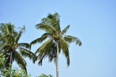 Açık mavi gökyüzünün altında uzun hindistan cevizi palmiyeleri, sakin bir tropikal ortamı yakalıyor..