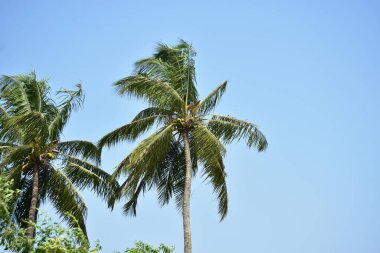Açık mavi gökyüzünün altında uzun hindistan cevizi palmiyeleri, sakin bir tropikal ortamı yakalıyor..