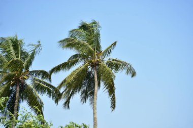 Açık mavi gökyüzünün altında uzun hindistan cevizi palmiyeleri, sakin bir tropikal ortamı yakalıyor..