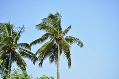 Açık mavi gökyüzünün altında uzun hindistan cevizi palmiyeleri, sakin bir tropikal ortamı yakalıyor..