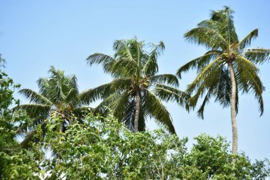 Açık mavi gökyüzünün altında uzun hindistan cevizi palmiyeleri, sakin bir tropikal ortamı yakalıyor..