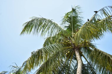 Mavi gökyüzü arkaplanlı hindistan cevizi ağacı