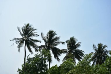 Gökte bir palmiye ağacı