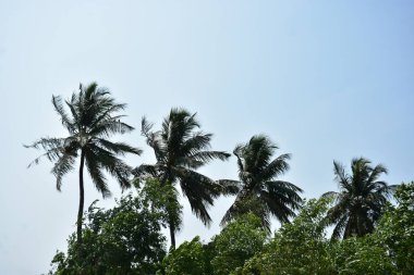 Parktaki palmiye ağaçları