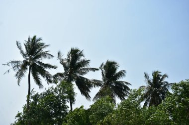 Bahçedeki palmiye ağacı