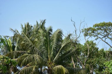 Gökte bir palmiye ağacı