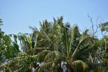 Palmiye ağaçları ve mavi gökyüzü