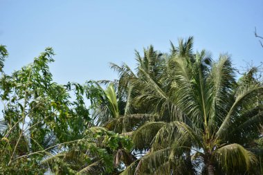 Hindistan cevizli palmiye ağacı