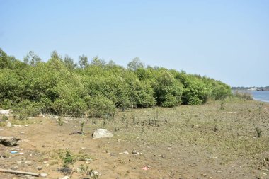 Ormanda küçük bir nehir.