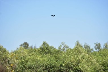 Gökyüzünde bir kuş uçuyor.