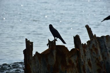 Martılar kumsalda dinleniyor.