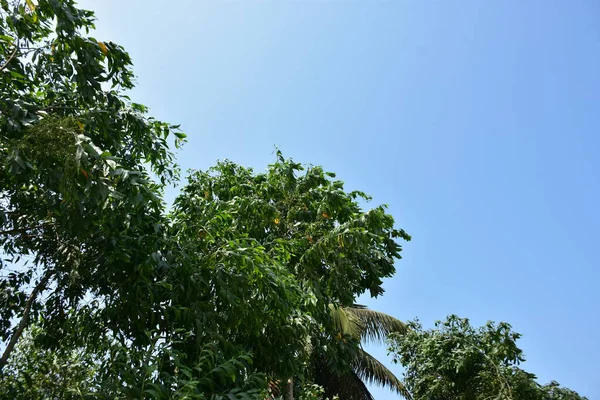 Sahilde palmiye yaprağı