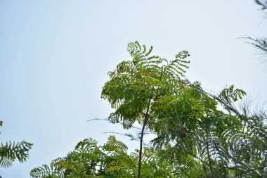 Ormanın güzel manzarası