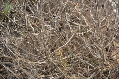 İsrail 'in kuzeyinde bir ormandaki ağaçların dallarının dokusunu.