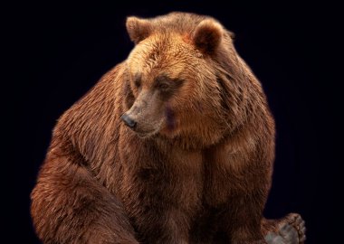 Kahverengi ayı, siyah arka planda izole edilmiş.