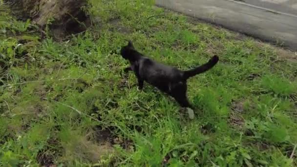 Black Cat Walks City Park — Stock Video