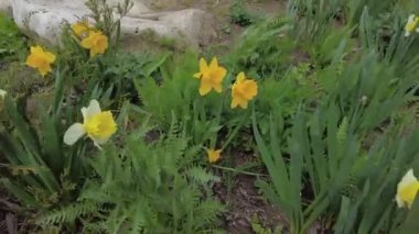 Bahçede bahar sarısı narsisleri.