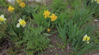 Bahçede bahar sarısı narsisleri.
