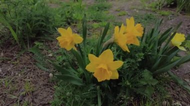 Bahçede bahar sarısı narsisleri.