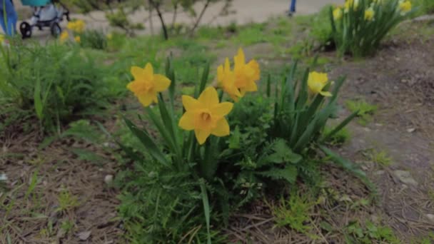 Spring Yellow Blossom Narcissus Garden — Stock Video