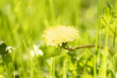 Baharda çiçek açan sarı karahindiba çiçeği.