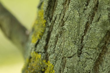 Eski ahşap arka plan ya da doku. Ağaç kabuğu.