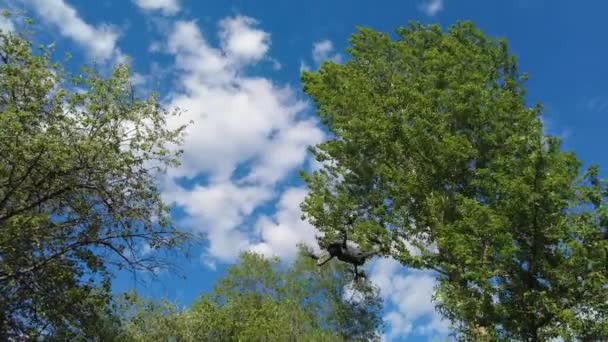 Drone Volando Bosque Contra Cielo Azul — Vídeos de Stock