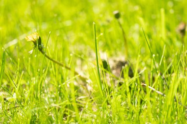 Sarı karahindiba tarlasını kapatın..