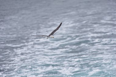 Martı bkz: üzerinde