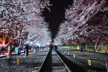 Jin-hae ın kiraz çiçeği