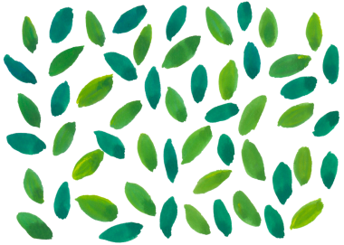 Bu bir yaprak deseni..