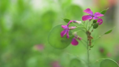 Güzel pembe çiçekli bir yağmur damlası, seçici bir odak, tarlanın küçük bir bölümü, rüzgarda sallanan çiçekler.